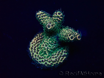 WYSIWYG Acropora hyacinthus 15L7 Mariculture acclimaté led