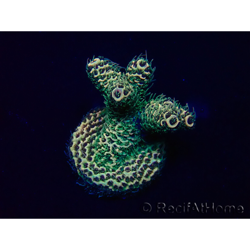 WYSIWYG Acropora akklimatisiert LED