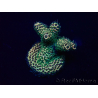 WYSIWYG Acropora akklimatisiert LED