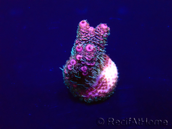 WYSIWYG Acropora millepora 15M1 Mariculture acclimaté led