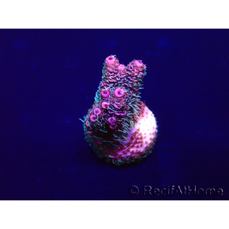 WYSIWYG Acropora millepora 15M1 Mariculture acclimaté led