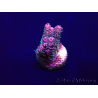 WYSIWYG Acropora millepora 15M1 Mariculture acclimaté led