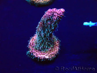 WYSIWYG Acropora millepora 15M8 Mariculture acclimaté led