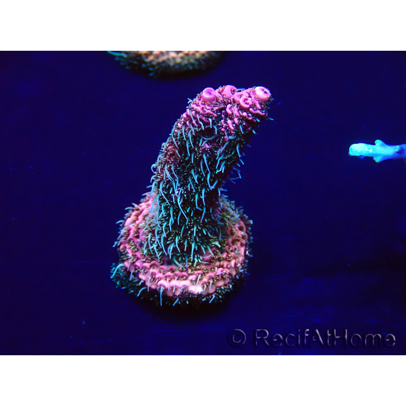 WYSIWYG Acropora millepora Mariculture acclimaté led