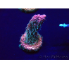 WYSIWYG Acropora millepora Mariculture acclimaté led