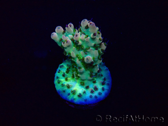 WYSIWYG Acropora Mariculture acclimaté led