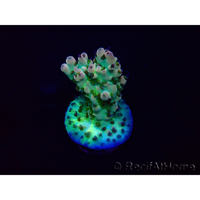 WYSIWYG Acropora 15N1 Mariculture acclimaté led