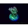 WYSIWYG Acropora Marikultur akklimatisiert LED