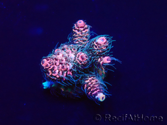WYSIWYG Acropora millepora 15O2 Mariculture Acclimaté led