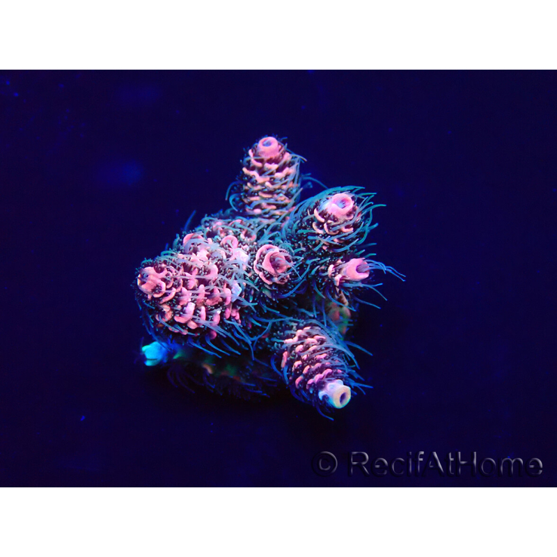 WYSIWYG Acropora Australie Acclimaté led