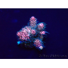 WYSIWYG Acropora millepora 15O2 Mariculture Acclimaté led