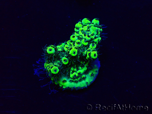 WYSIWYG Acropora Maricoltura acclimatato a LED
