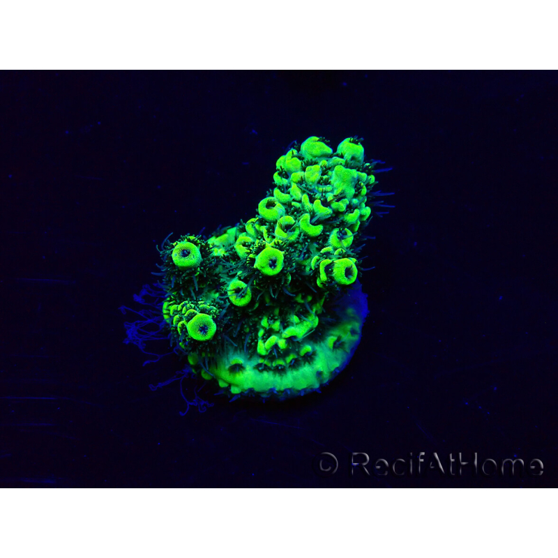 WYSIWYG Acropora Maricultura aclimatada led