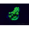 WYSIWYG Acropora Mariculture acclimated LED