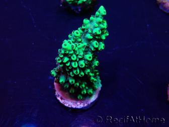 WYSIWYG Acropora 15A7 Mariculture acclimaté led