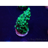 WYSIWYG Acropora Mariculture acclimaté led