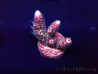 WYSIWYG Acropora millepora Maricultura acclimatata led