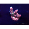 WYSIWYG Acropora Marikultur akklimatisiert LED