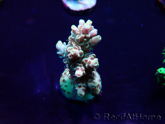 WYSIWYG Acropora 15E10 Mariculture acclimaté led