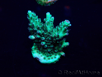 WYSIWYG Acropora akklimatisiert LED