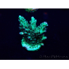WYSIWYG Acropora 15F3 acclimaté led