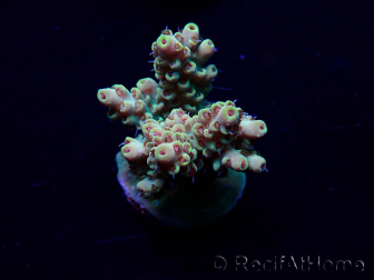 WYSIWYG Acropora Marikultur akklimatisiert LED