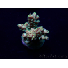 WYSIWYG Acropora 15J3 Mariculture acclimaté led