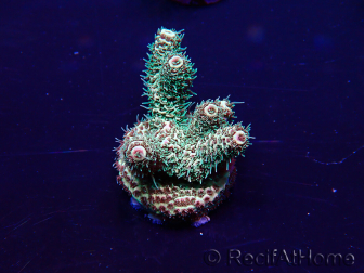 WYSIWYG Acropora acclimaté led
