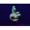 WYSIWYG Acropora hyacinthus 15K3 Mariculture acclimaté led