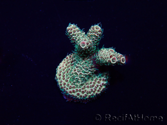 WYSIWYG Acropora akklimatisiert LED
