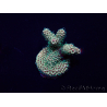WYSIWYG Acropora akklimatisiert LED