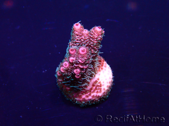 WYSIWYG Acropora millepora 15M1 Mariculture acclimaté led
