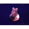 WYSIWYG Acropora millepora Fidji acclimaté led