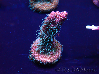 WYSIWYG Acropora Marikultur akklimatisiert LED