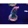 WYSIWYG Acropora Marikultur akklimatisiert LED