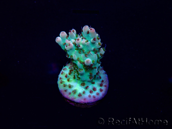 WYSIWYG Acropora Mariculture acclimaté led