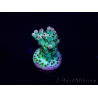 WYSIWYG Acropora 15N1 Mariculture acclimaté led