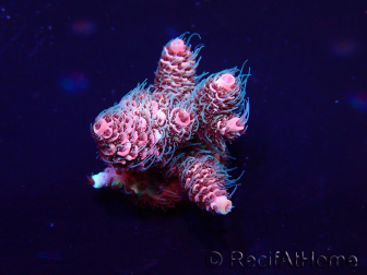 WYSIWYG Acropora Australien akklimatisiert LED