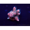 WYSIWYG Acropora millepora 15O2 Mariculture Acclimaté led