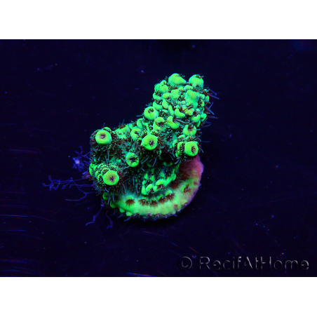 WYSIWYG Acropora Mariculture acclimated LED