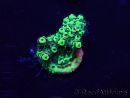 WYSIWYG Acropora Maricoltura acclimatato a LED