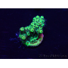 WYSIWYG Acropora 15O7 Mariculture acclimaté led
