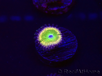 WYSIWYG - Zoanthus Tinkerbells