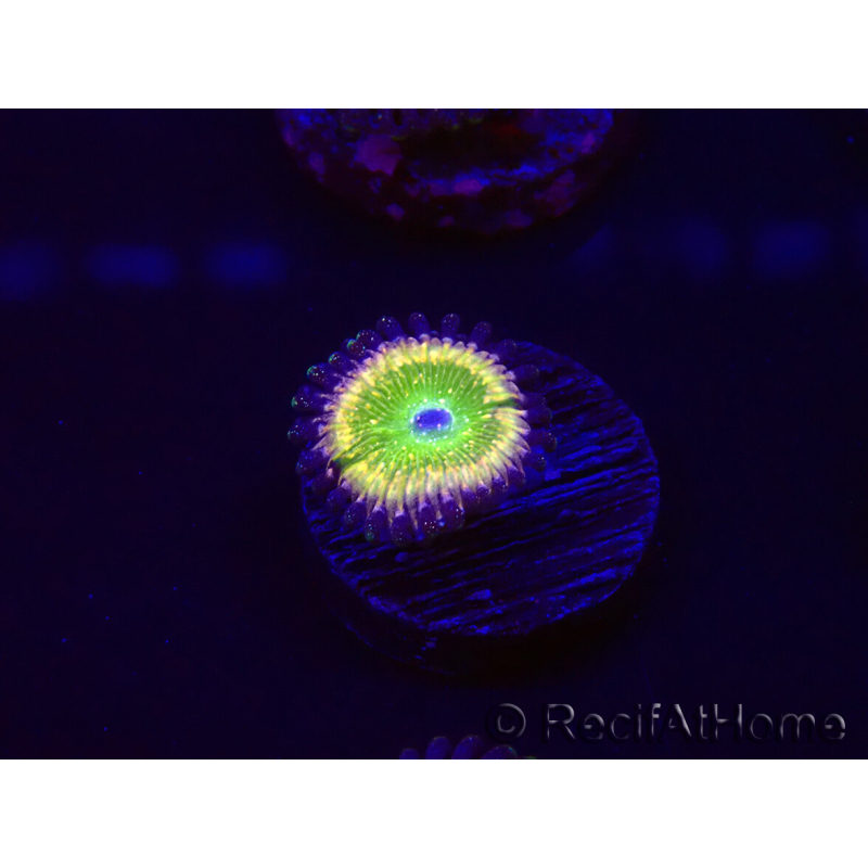 WYSIWYG - Zoanthus Tinkerbells 30A2