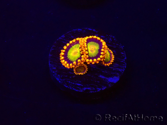 WYSIWYG - Zoanthus Orange Mandarin 30C3