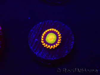 WYSIWYG - Zoanthus Orange Mandarin 30C4