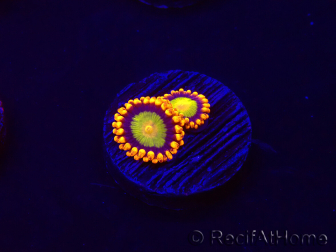 WYSIWYG - Zoanthus Orange Mandarin 30C5