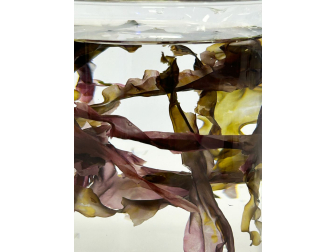 A la Carte Green Seaweed Aquarium systems