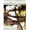 A la Carte Green Seaweed Aquarium systems