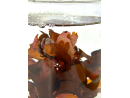 À la carte Reefmist Plankton 30g AS Neu